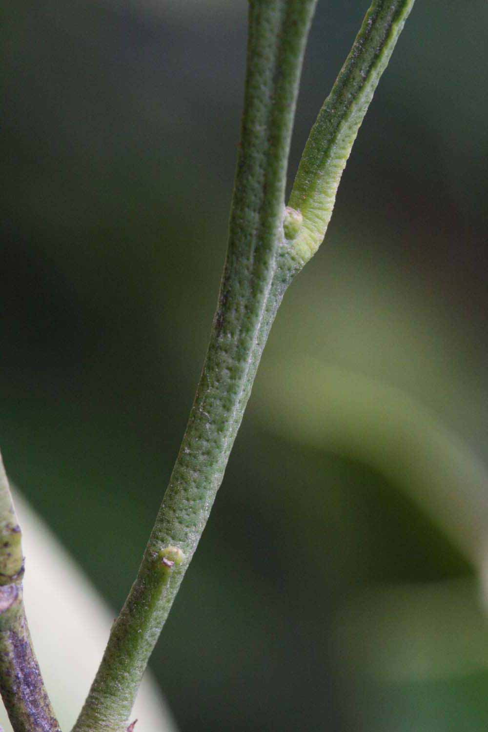            First year twig (Riverside, CA)   